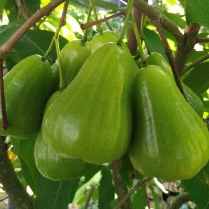 Bibit Jambu air green Giant
