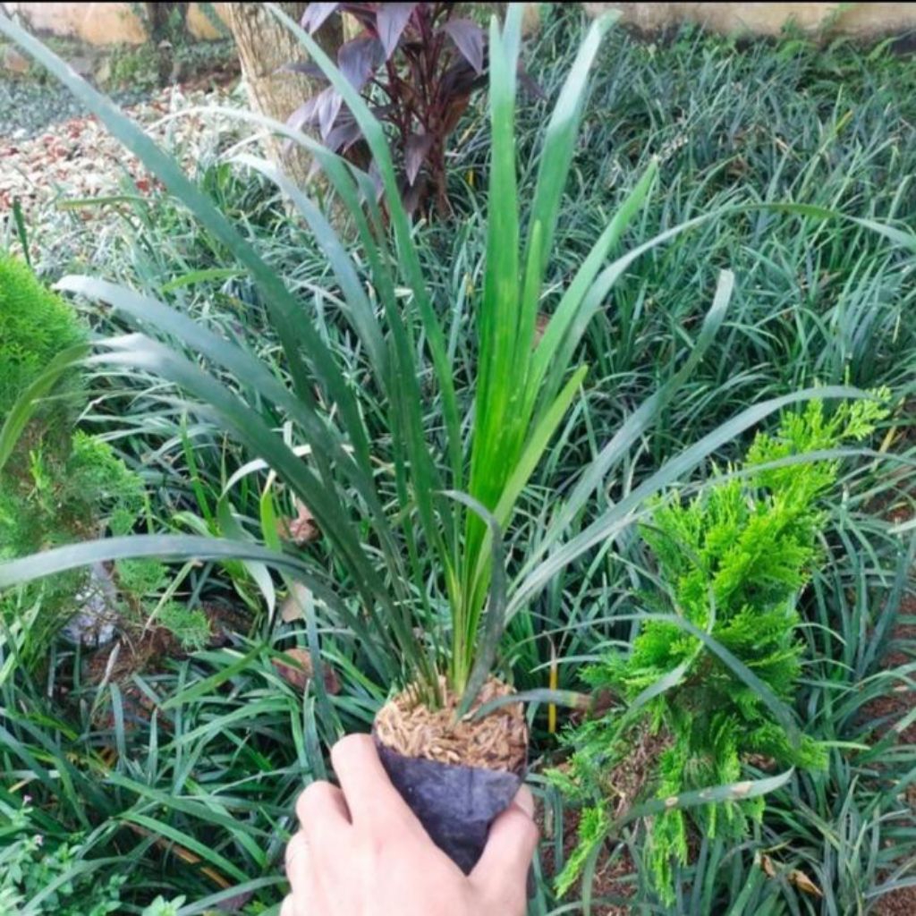 Alang Alang / Ophiopogon Jaburan Hijau