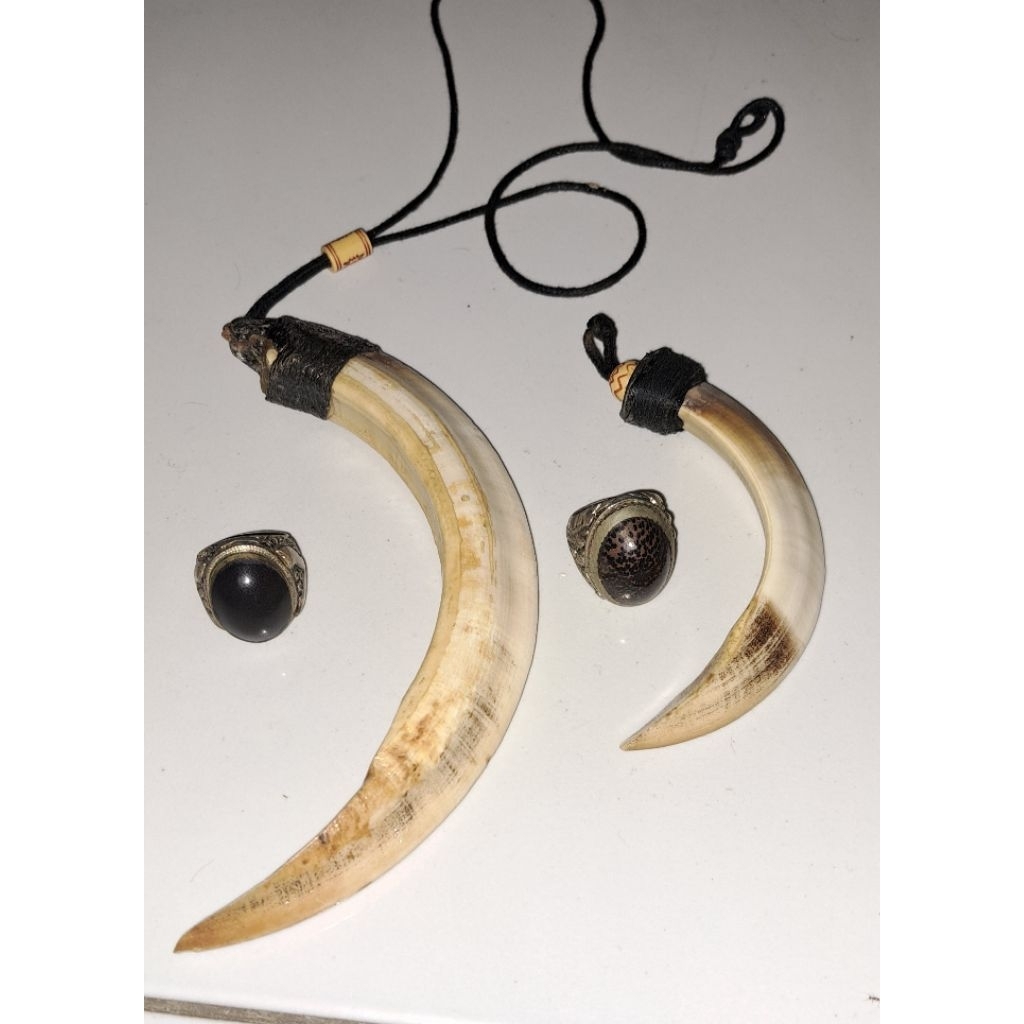 tarbi tarbi asli original taring babi original asli