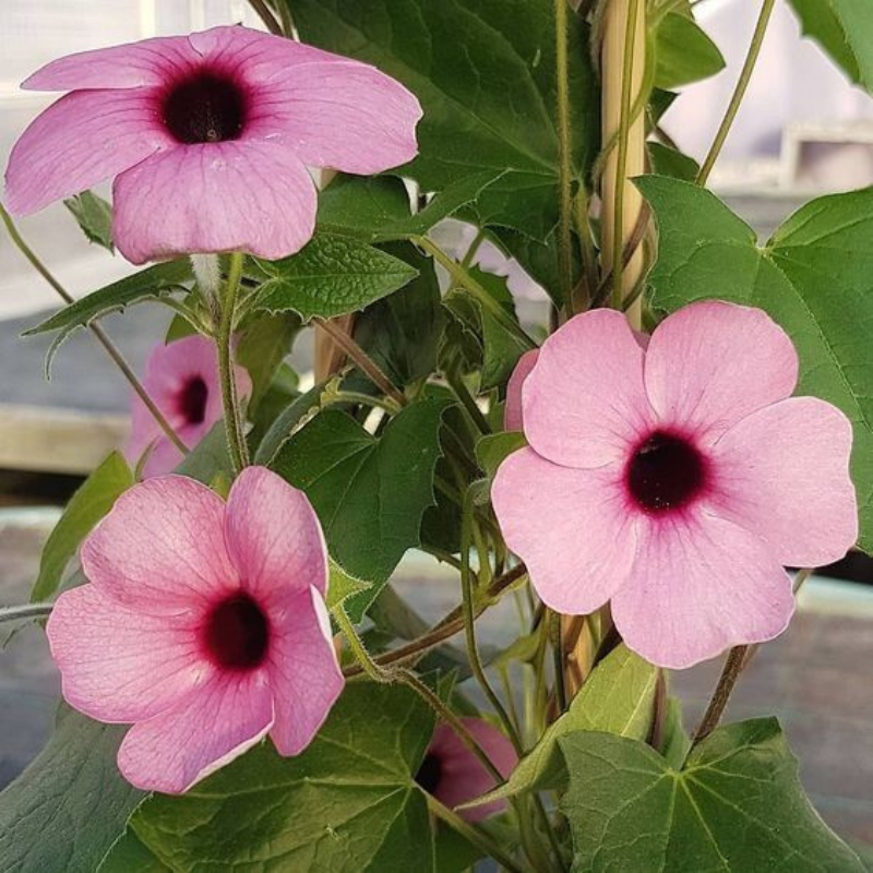 Biji Bunga Thunbergia Alata