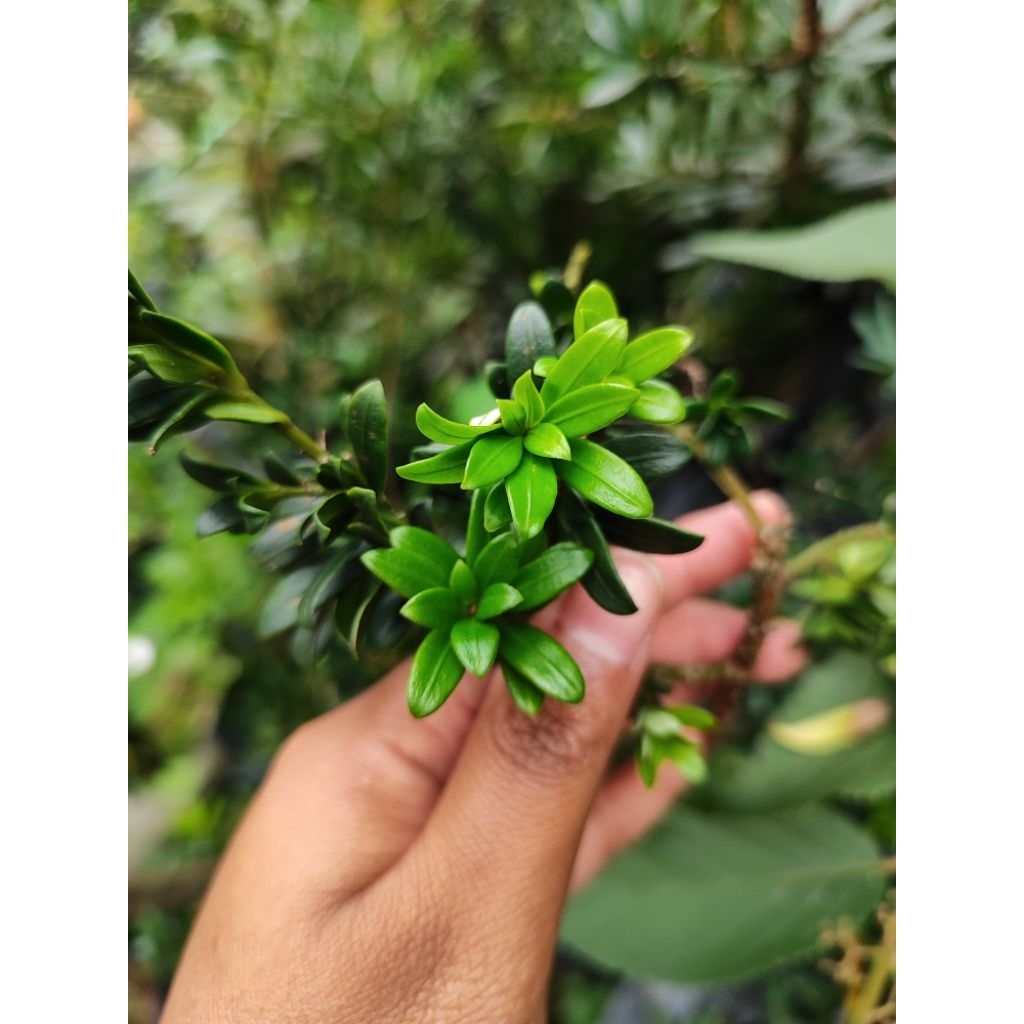 Indukan Pohon Lohansung Red Buddhis Pine/ Green Buddhis Pine/ Lohansung Mutiara/ Lohansung Mutiara K