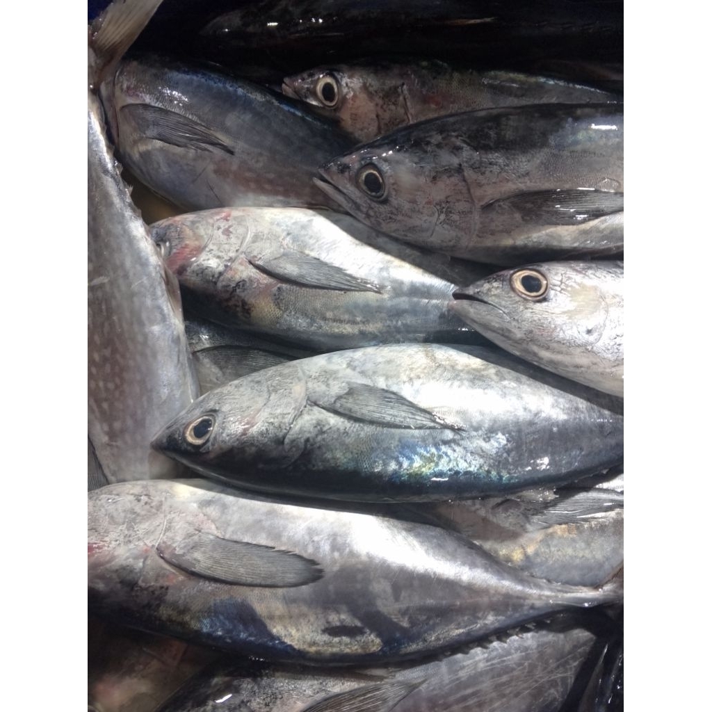 Ikan tongkol sisik segar.Tongkol sisik segar.ikan.ikanlaut segar.ikan laut