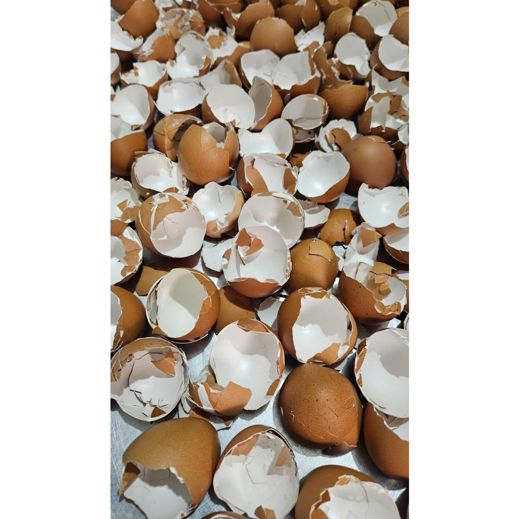 Cangkang Telur Bersih Untuk Pupuk Organik