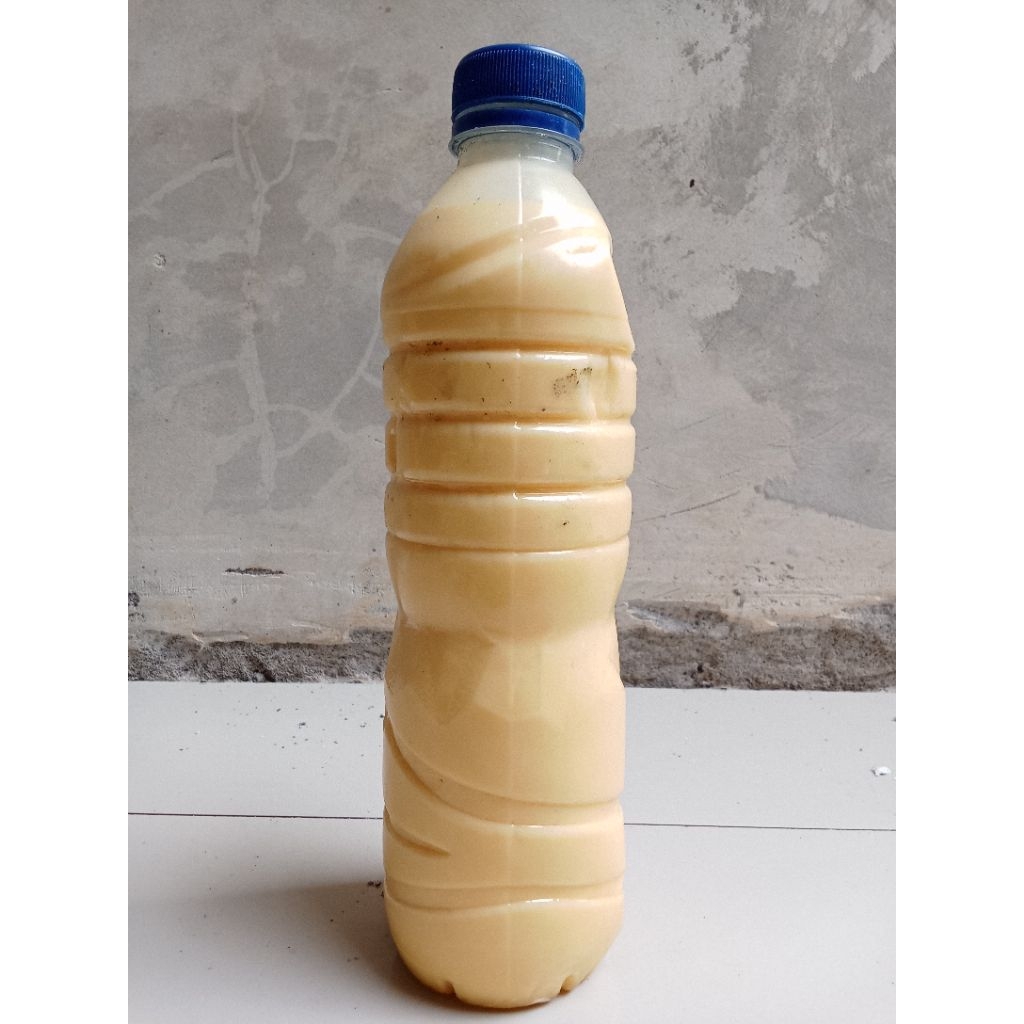 Minyak Essen Ikan Belanak RMB