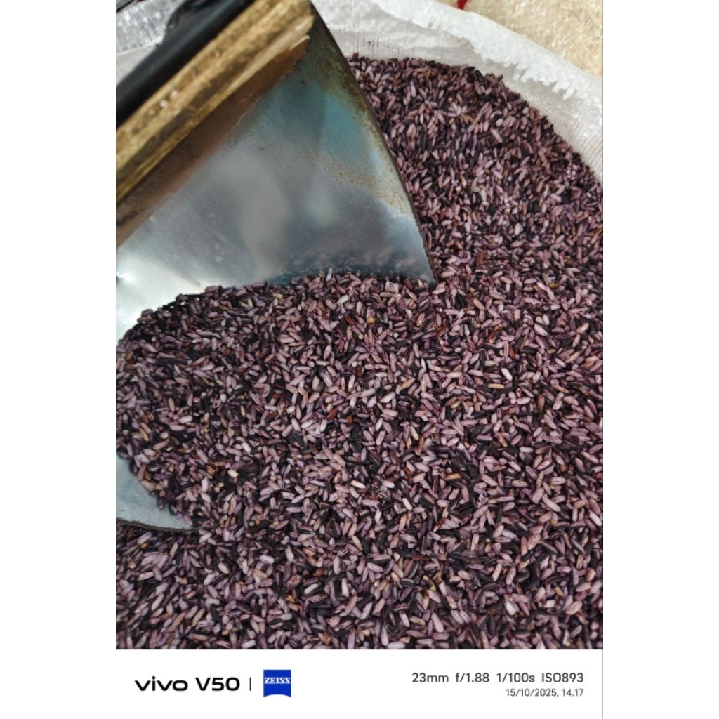 Beras Ketan Hitam Sosoh. Beras Ketan Hitam lepas kulit. Premium