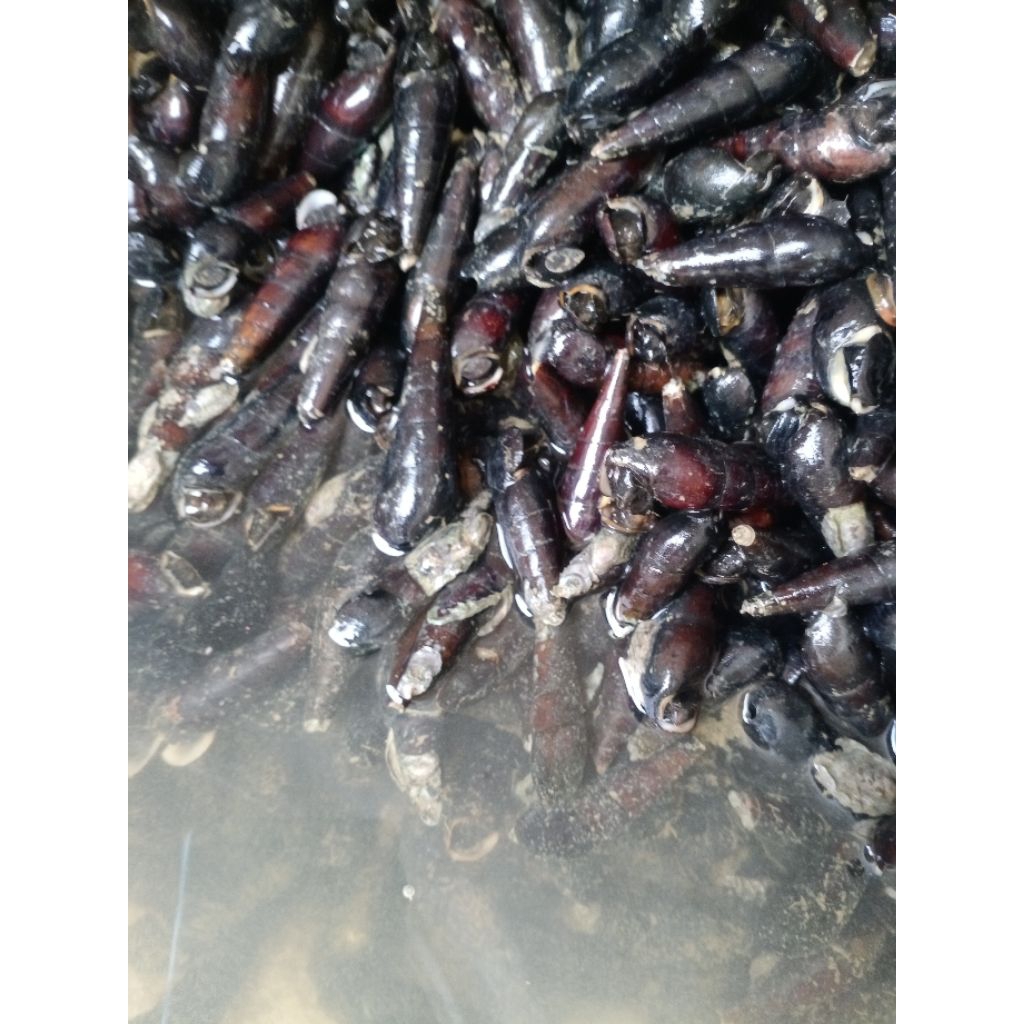 susuh/siput laut per1kg