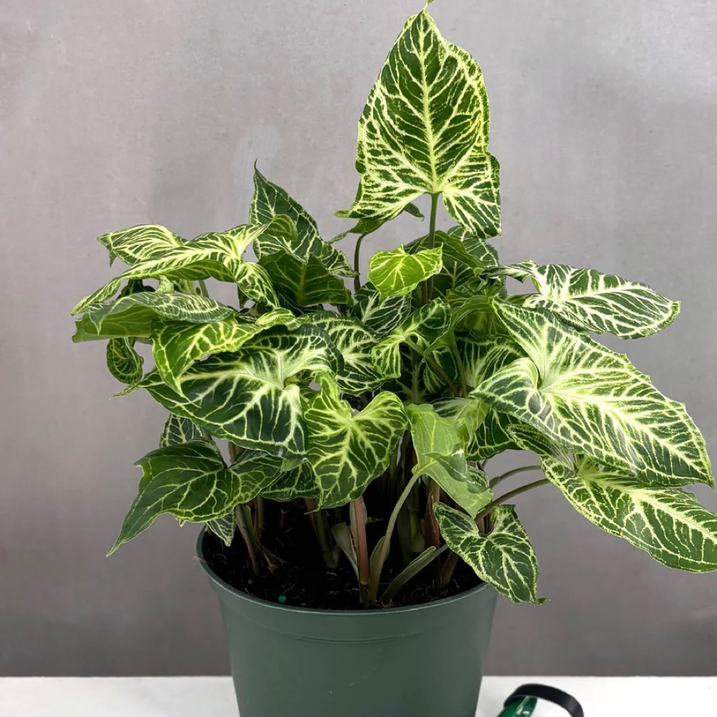 ( BISA COD ) Tanaman Syngonium Batik daun rimbun // Tanaman Hias Syngonium Batik Original // Syngoni