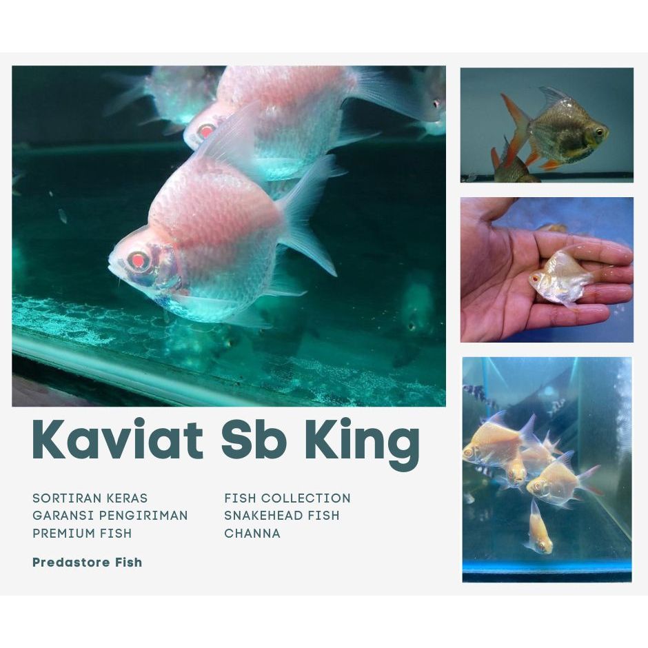 Kaviat Shortbody King Grade A+ Balon Garansi Pengiriman - Rekomendasi