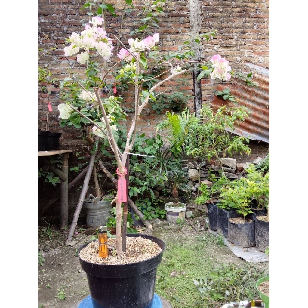 BUGENVIL BENGAWAN SOLO 4