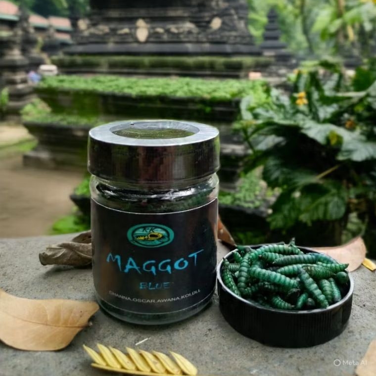 Maggot Blue Super Blue Jumbo Pakan Ikan Channa, Predator, Arwana by RKFish Aquatic