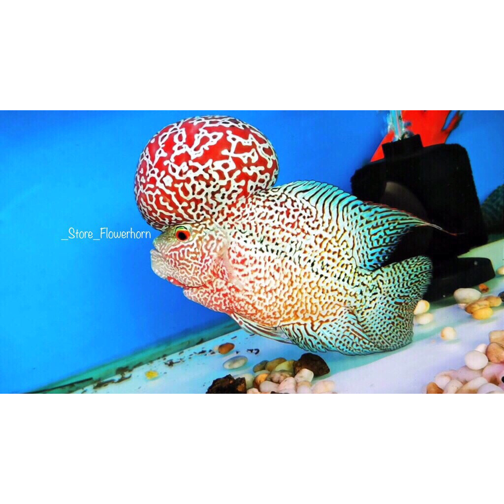 Burayak Louhan Kamfa F3 Thailand