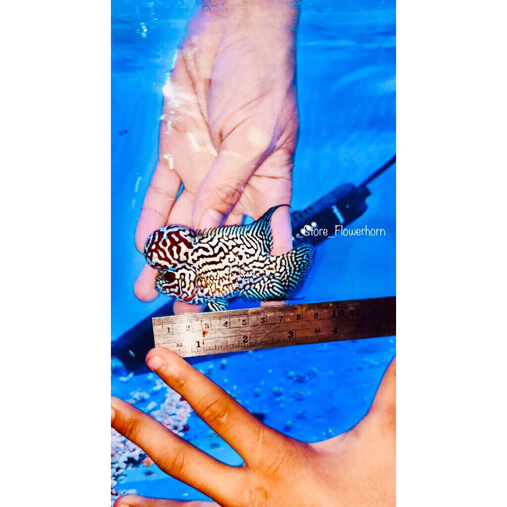 Burayak Louhan KSRD Thailand