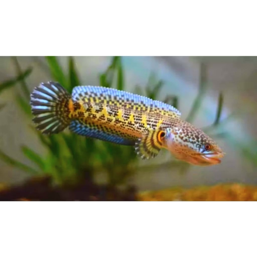 Auranti cb bandung 3-6cm