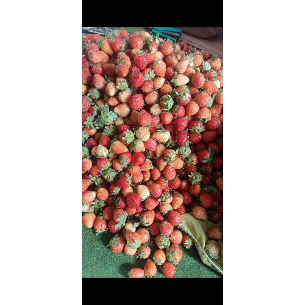 Strawberry Mini/ strawberry bandung