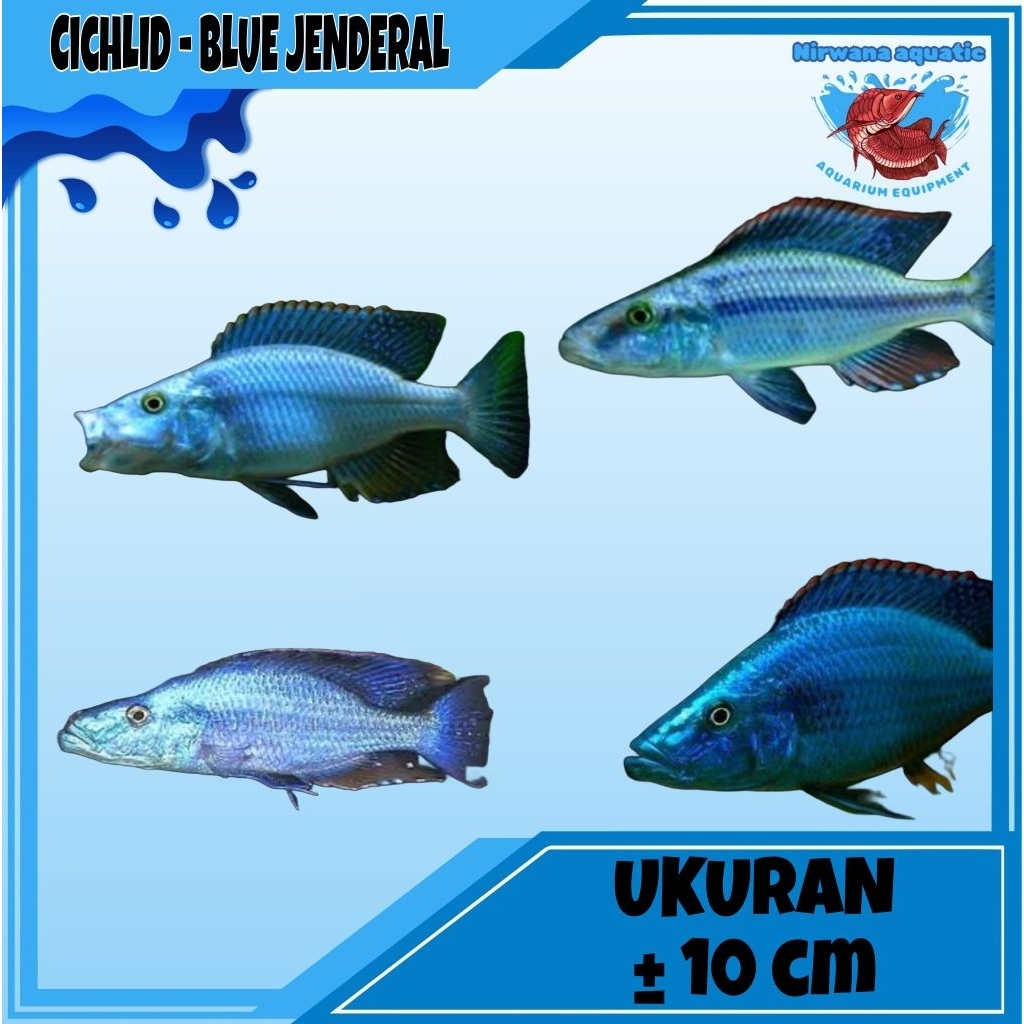 (INSTAN) IKAN CICHLID PREDATOR - BLUE JENDRAL | UKURAN ± 10 CM