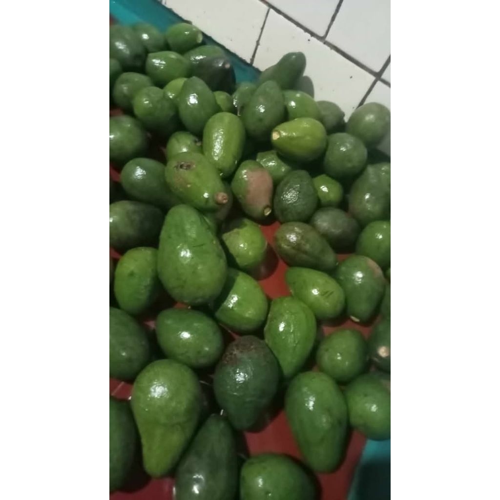 alpukat mentega lokal bandung  1kg isi5 (COD) bergaransi