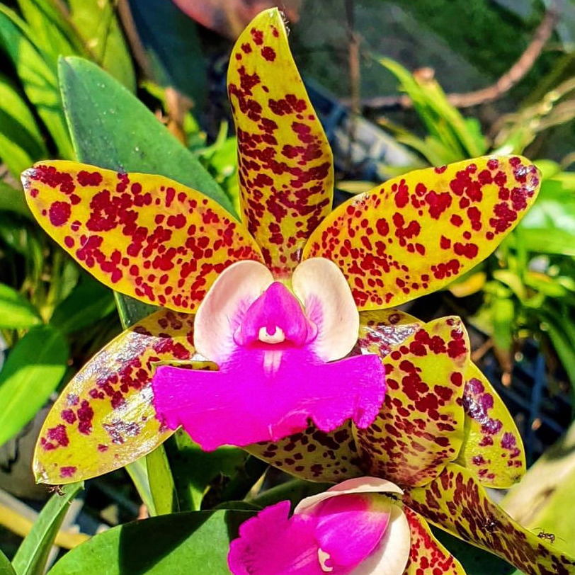 anggrek cattleya dewasa siap berbunga