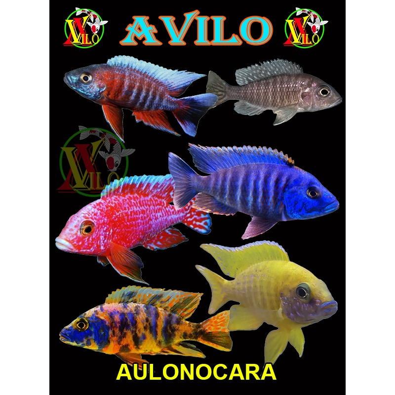 ojek PAKET 10 ikan AULONOCARA afrika siklid siklit ciclid UKURAN kecil ( SUDAH BERWARNA )