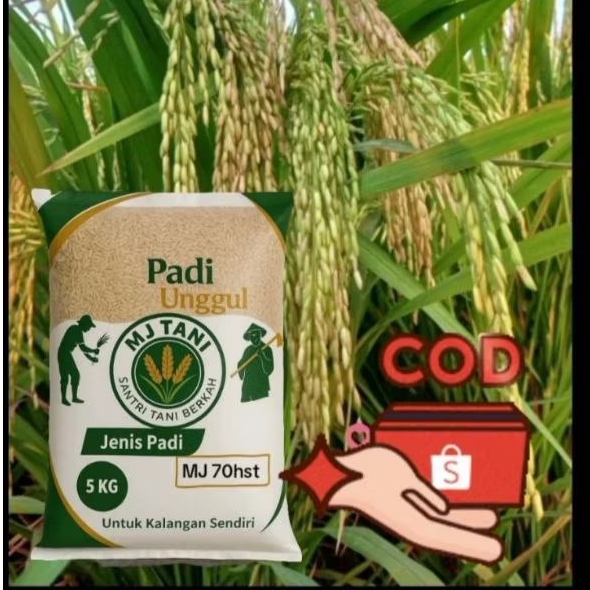 MJ 70hst bibit padi umur 70 hst / 70 hari