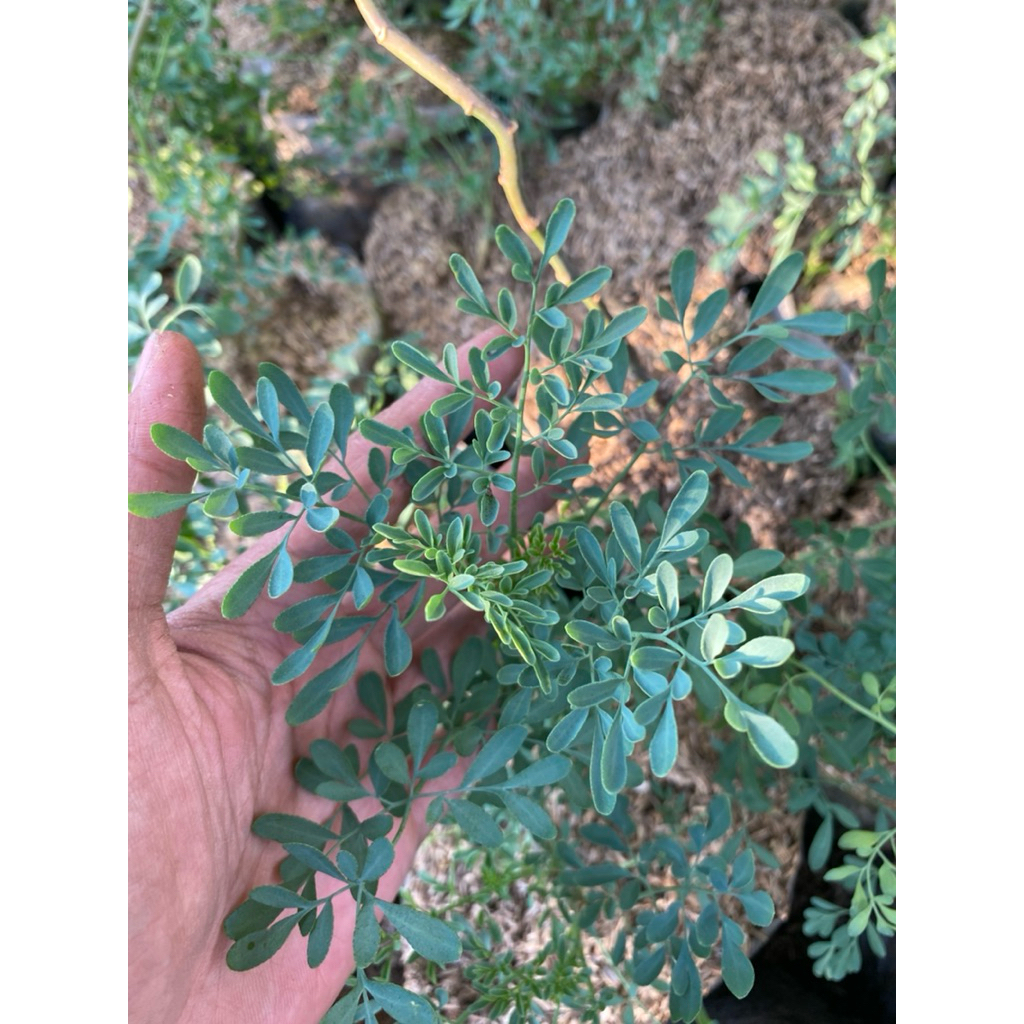 Tanaman daun inggu obat demam