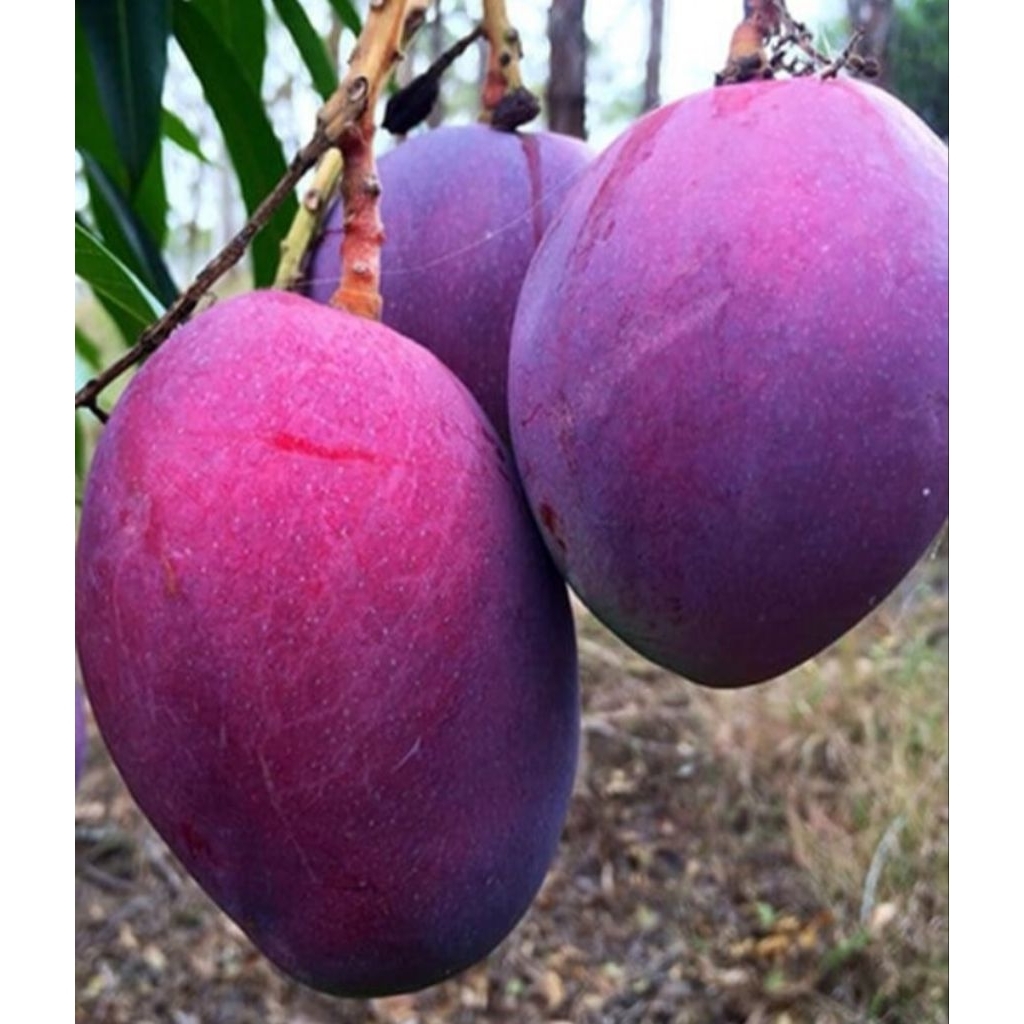 Bibit Mangga Irwin berbuah dengan warna unik, lembut dan harum. Rasanya sangat manis, cocok ditanam 