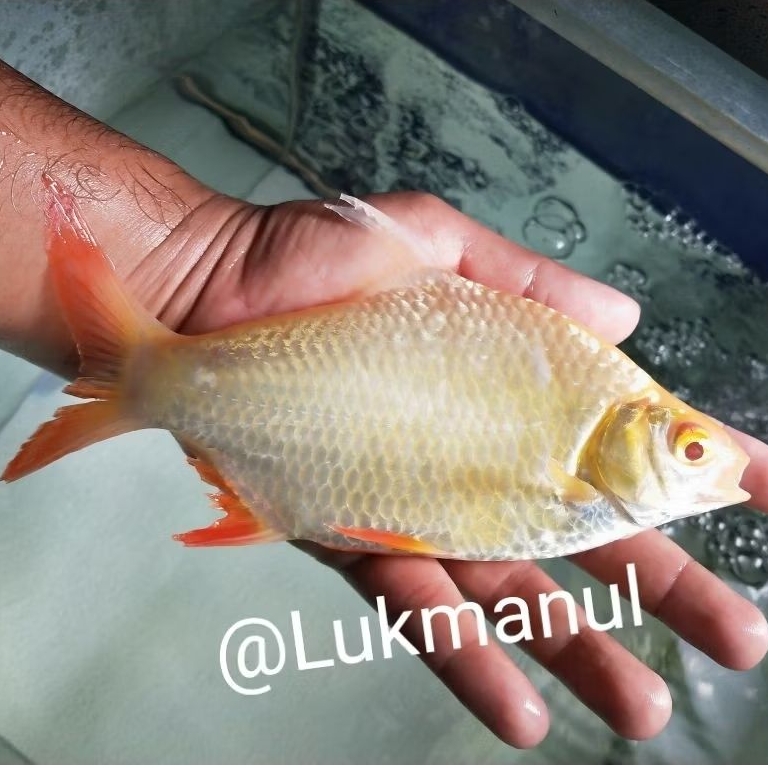 Ikan kapiat kaviat size XL