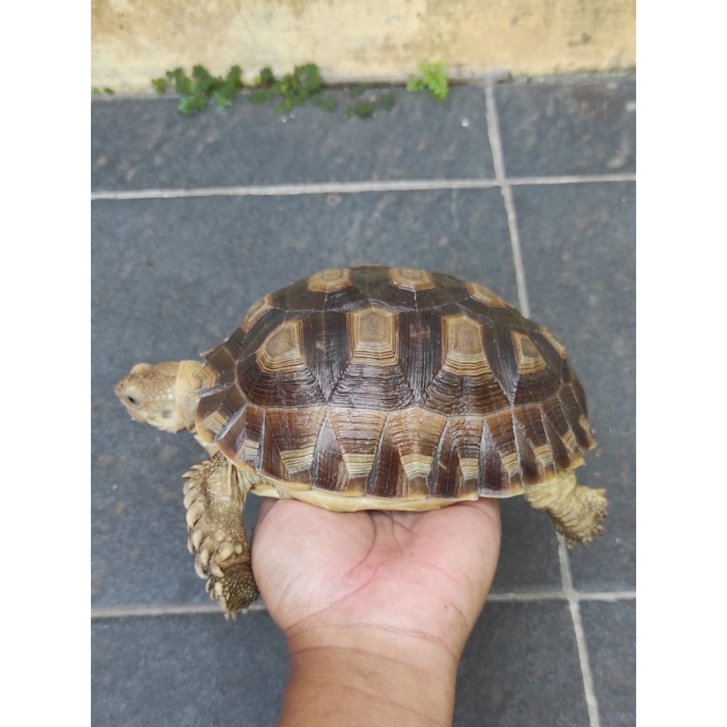 Mainan Sulcata ukuran 20 cm up