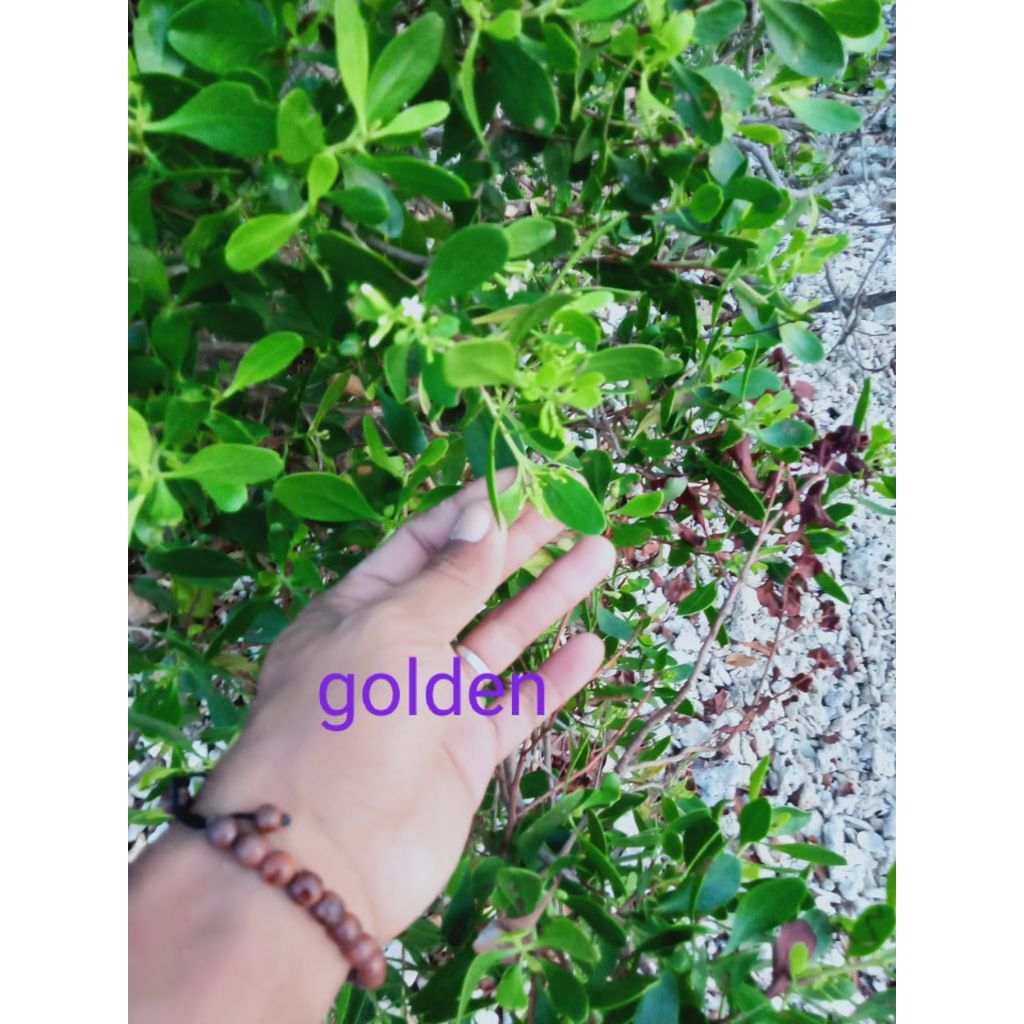 kayu stigi karang asli