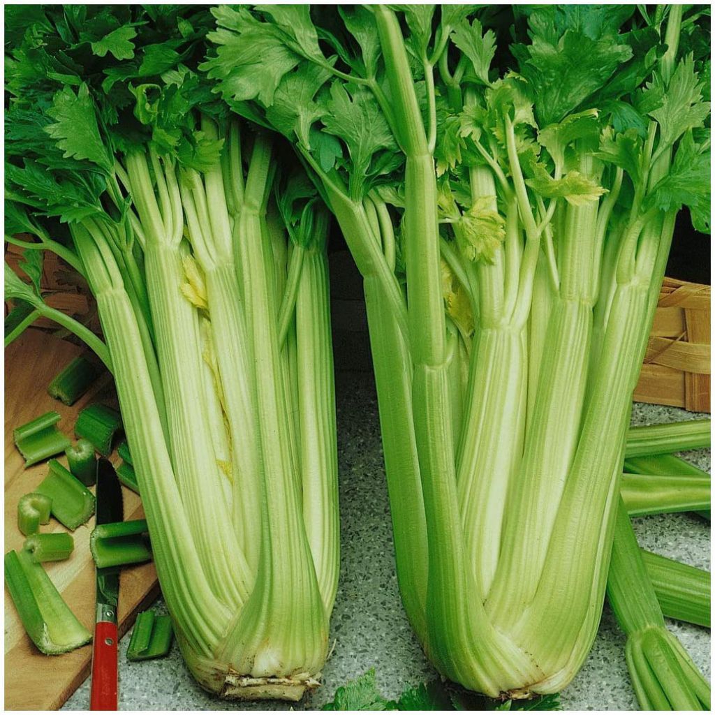 (600 butir) biji/benih seledri jumbo tall utah