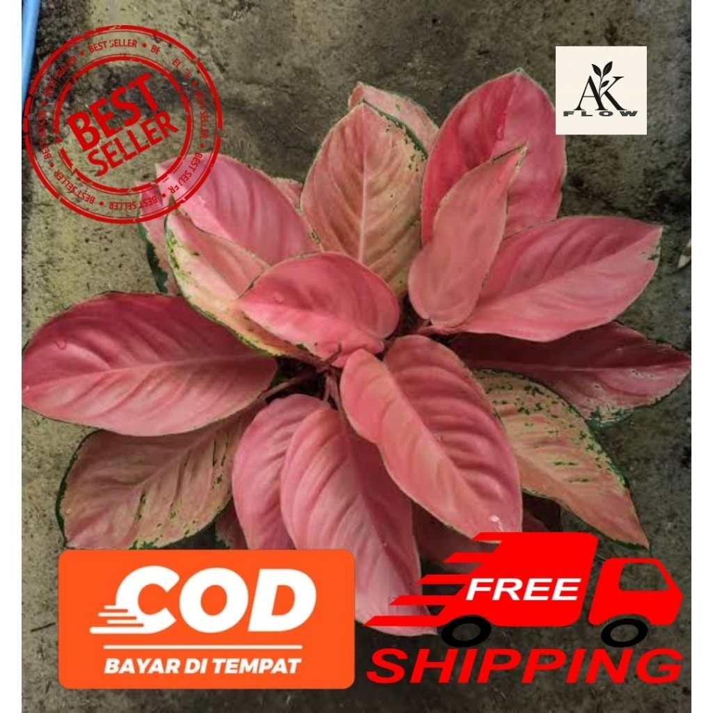 Tanaman hias aglonema kochin amorra rimbun dewasa