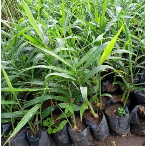 Tanaman Jahe Merah Asli Bibit Herbal Jahe Merah Hidup