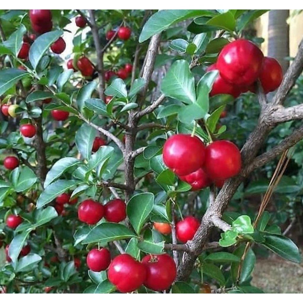 Bibit Buah Chery Sudah Berbuah