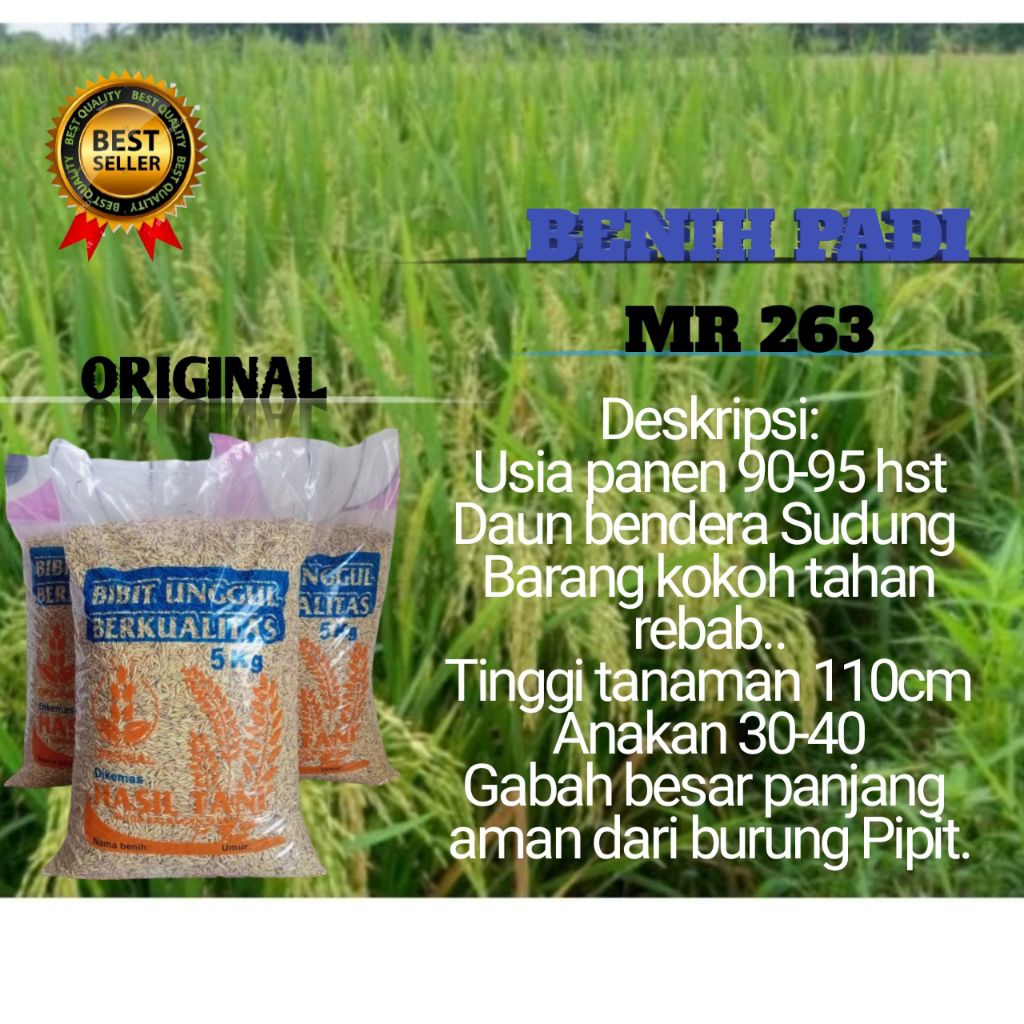 BENIH PADI UNGGUL MR 263 5kg