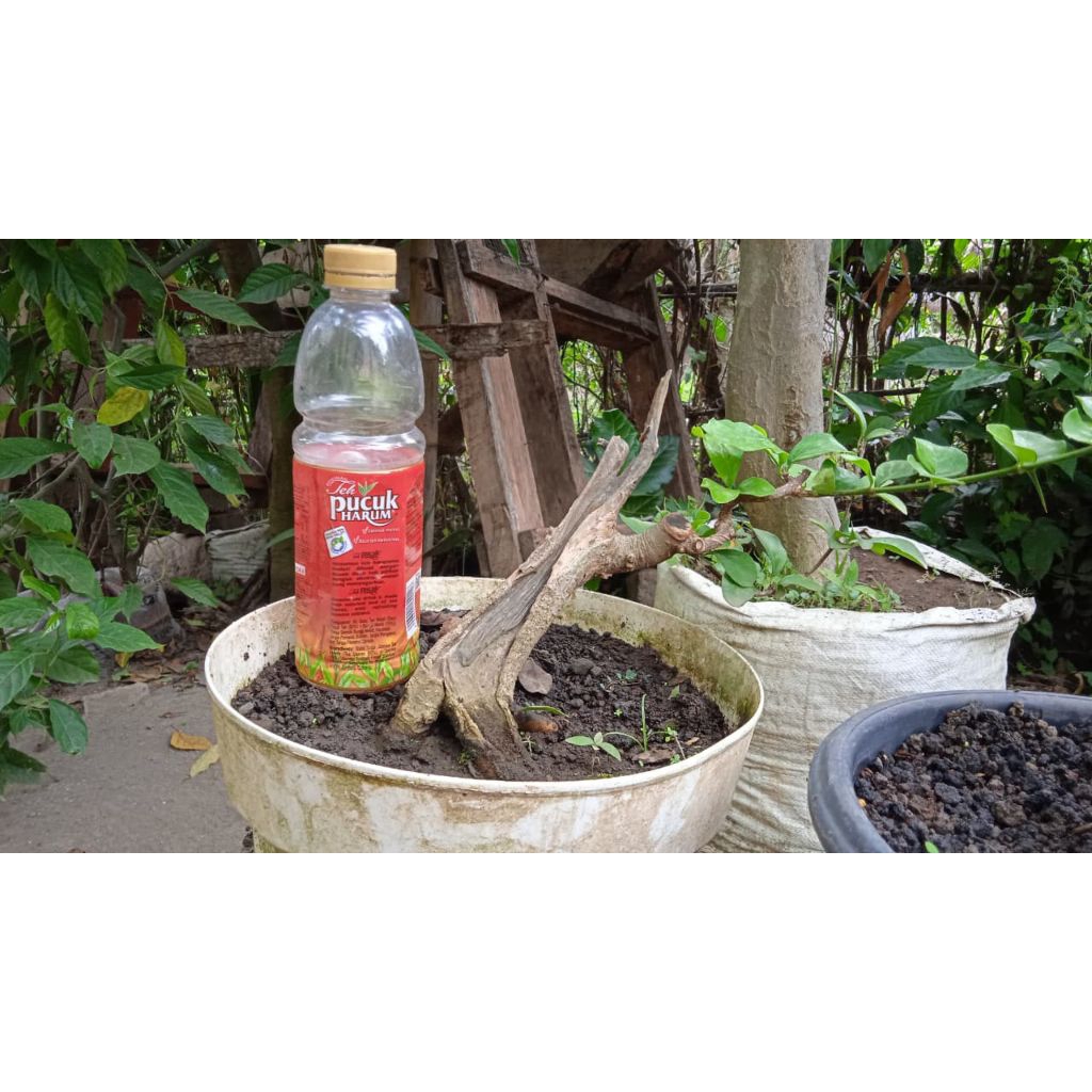 Bahan bonsai delima batu