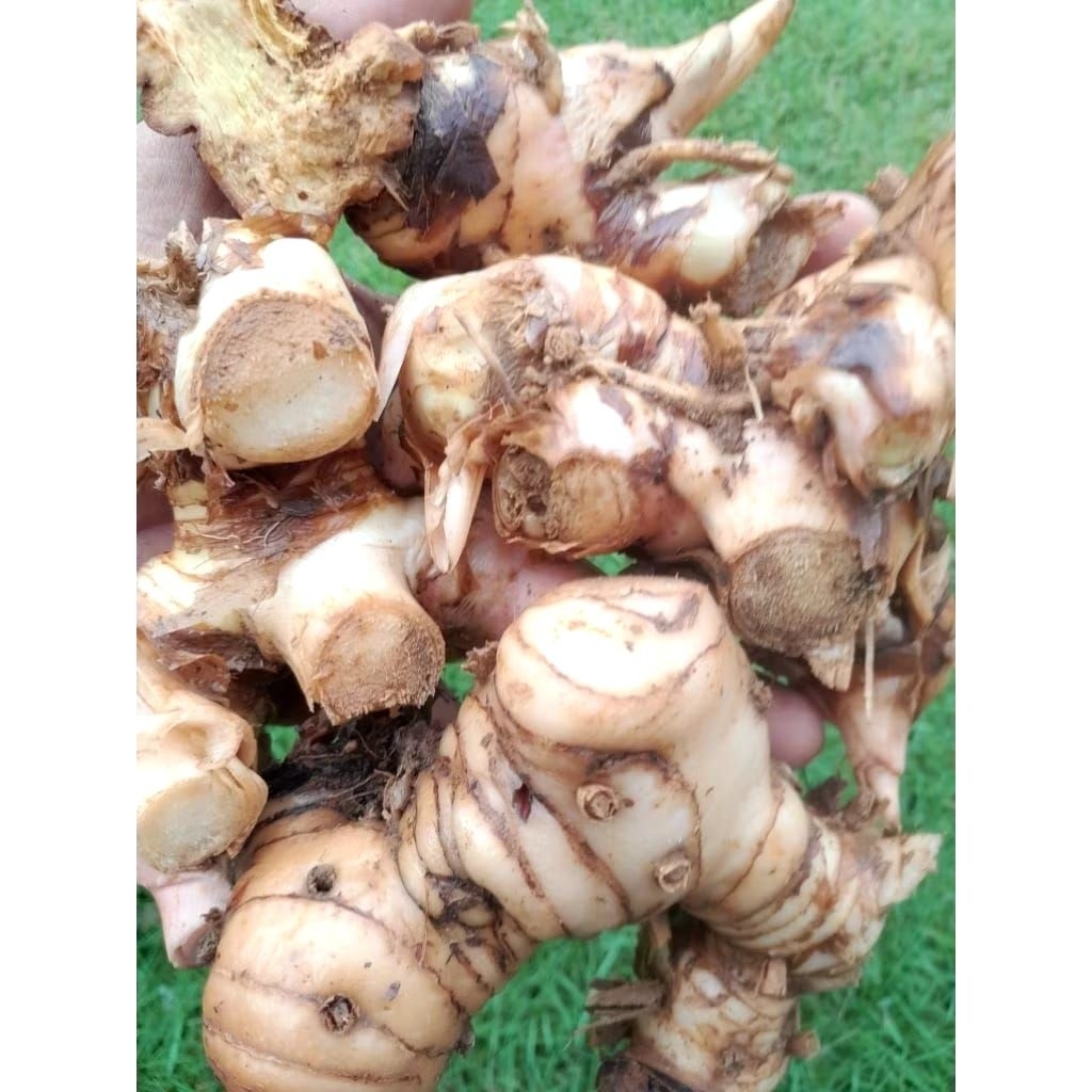 Lengkuas Segar Kualitas Premium 1kg