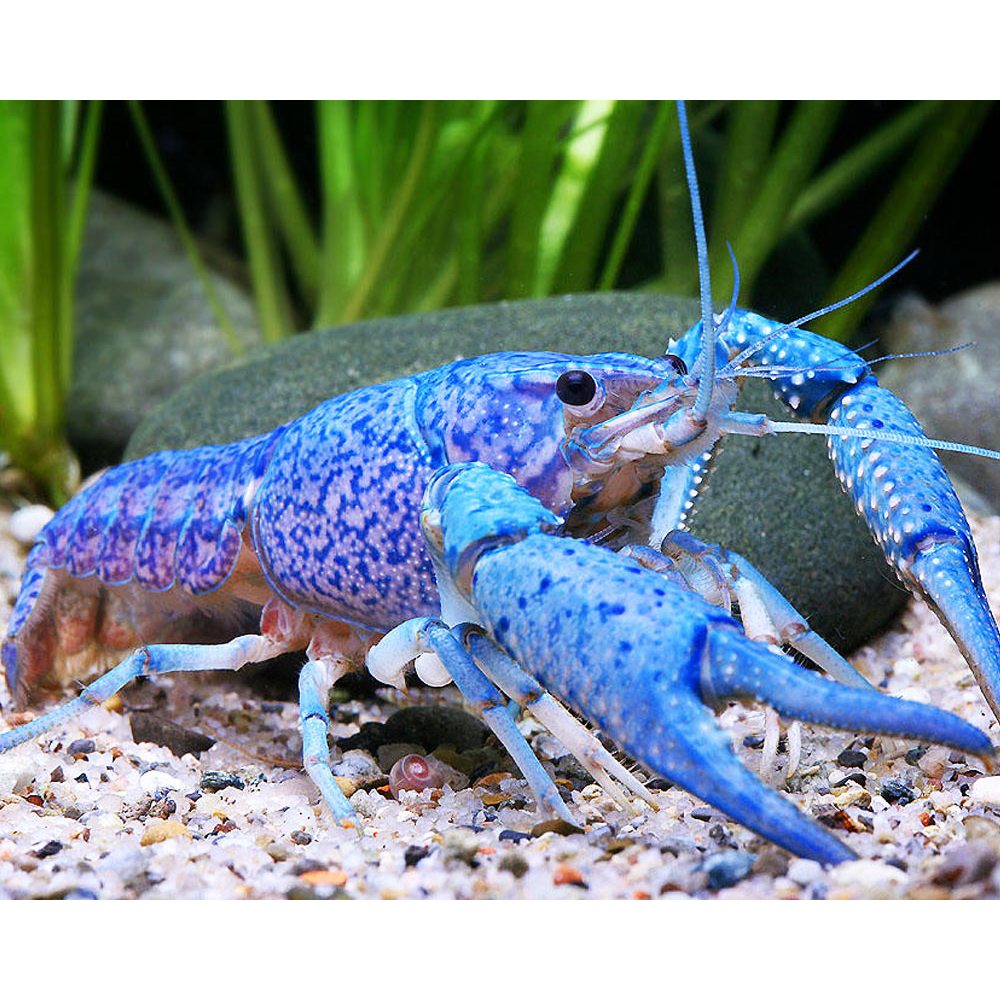 Lobster Hias Blue Alleni Air Tawar / Pemakan Sisa - Sisa Makanan Ikan