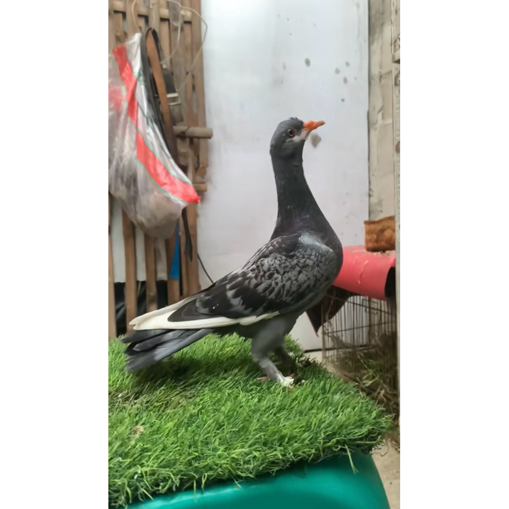 merpati Kolong trah Dollar X Srikandi