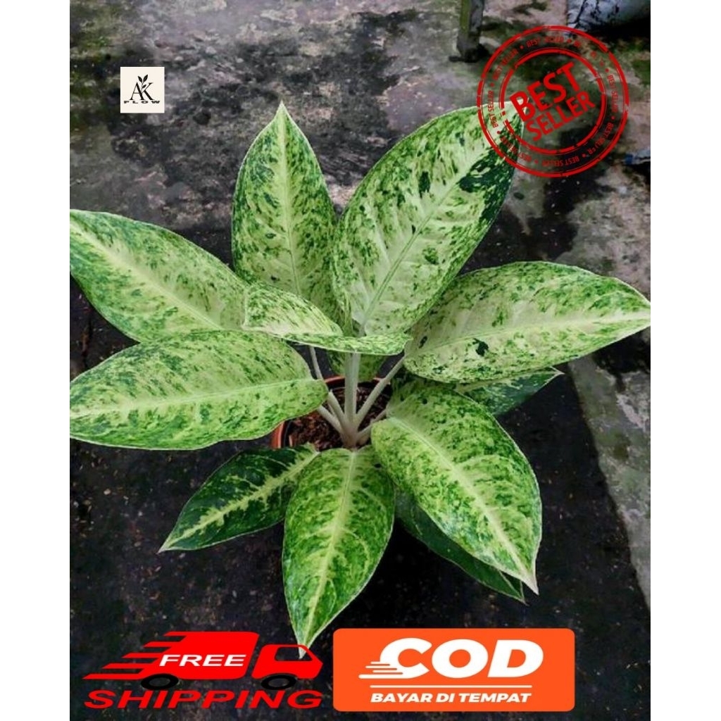 (BISA COD) Tanaman hias Aglonema bigroy putih rimbun rumpun remaja