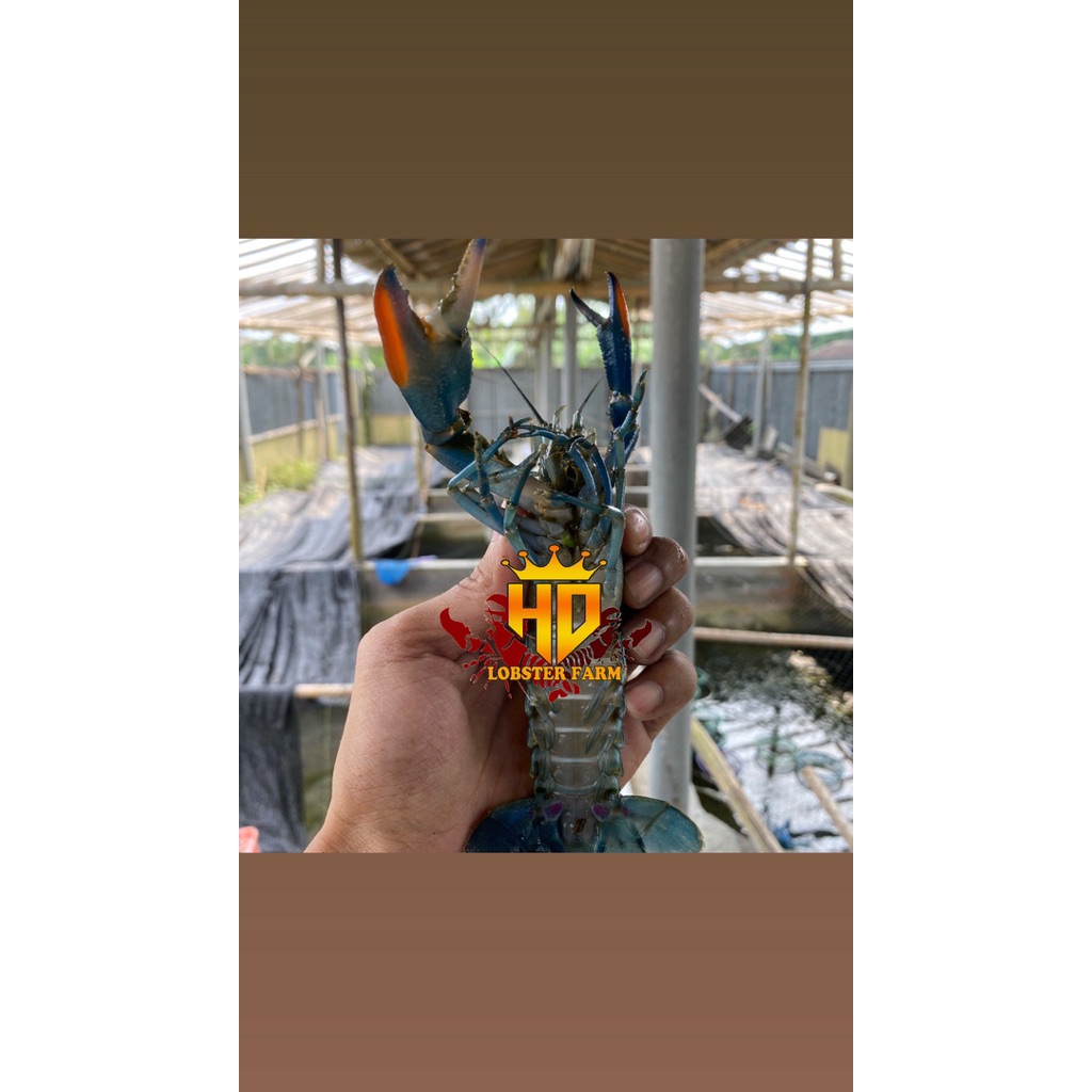 lobster air tawar 4" paket