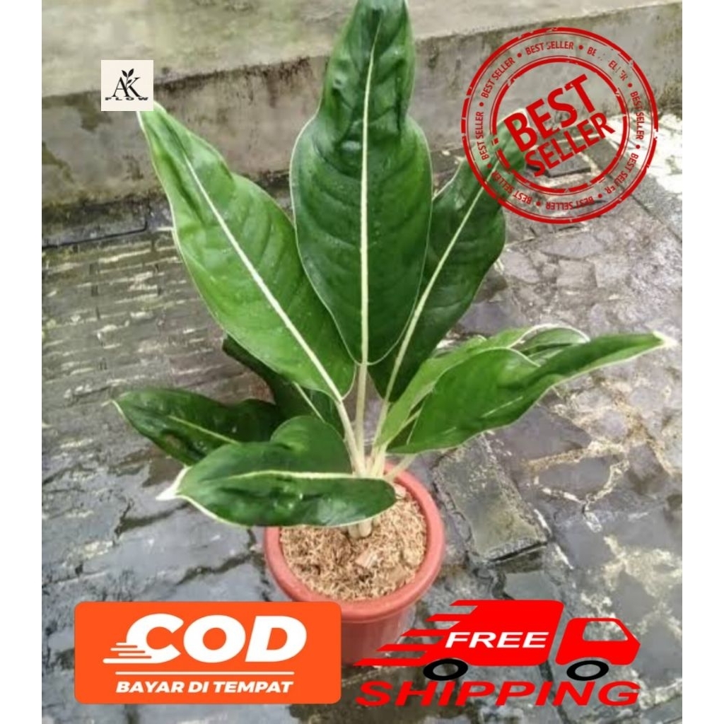 (BISA COD) Tanaman hias aglonema lipstik andromeda rimbub remaja