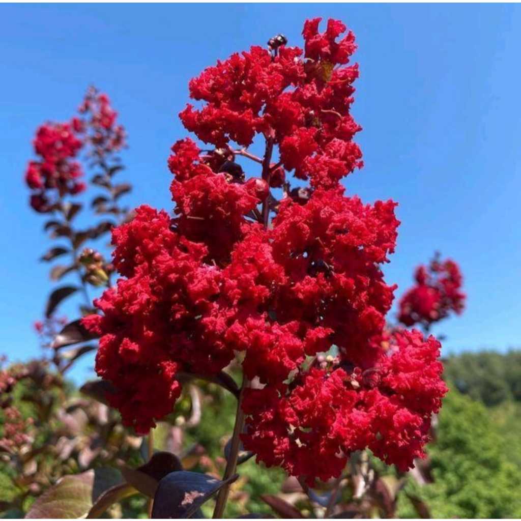 Bibit pohon sakura bunga merah original asli tinggi 30-40 cm