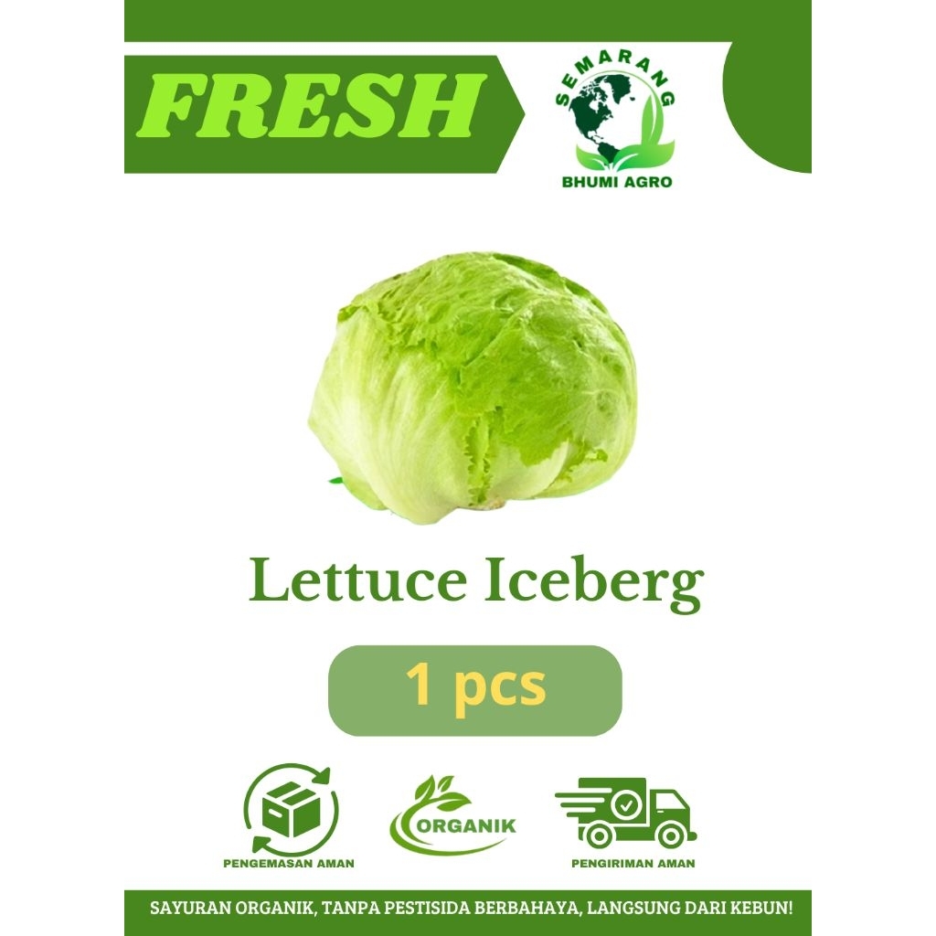 Lettuce Iceberg/Selada Head/ Selada Letus (Isian Kebab, Burger, Salad) Segar & Organik (Harga Per Pc