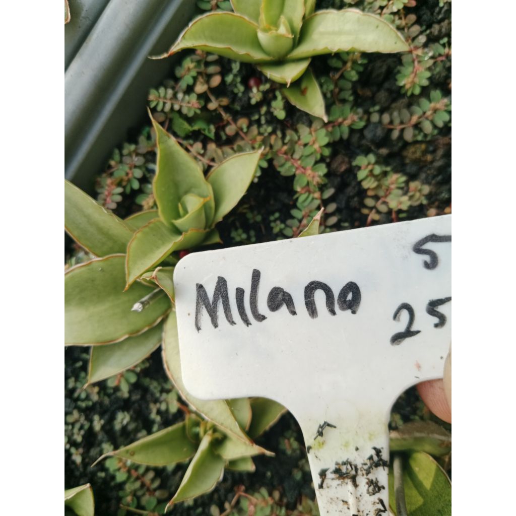 sansevieria 5rb milano  / tanaman lidah mertua murah
