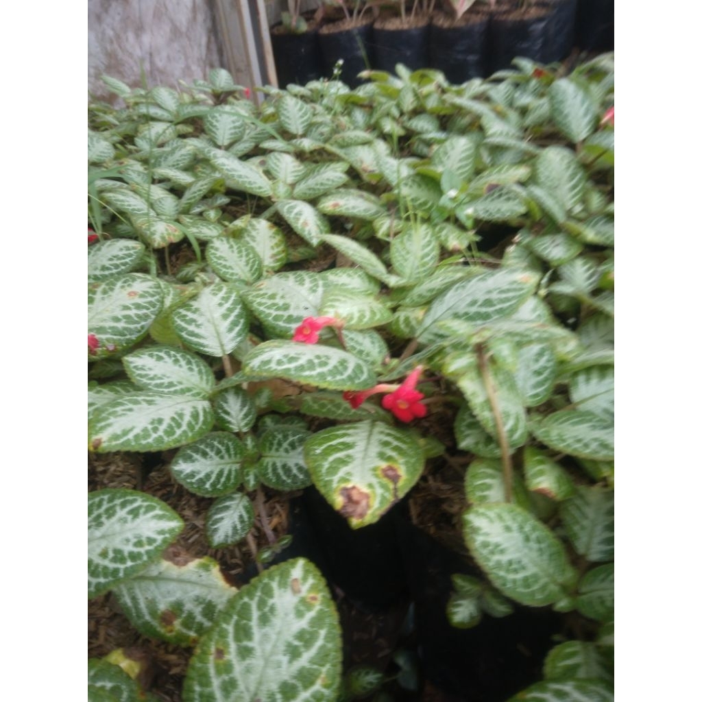 tanqman hias episcia mutiara pohon hias bunga episcia mutiara