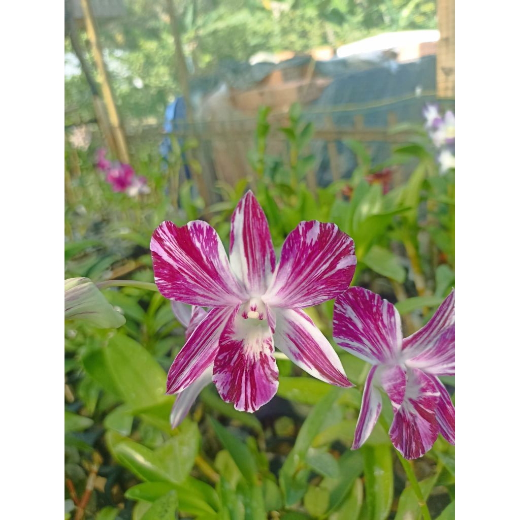 Dendrobium Ersakul Splash (Vietnam)