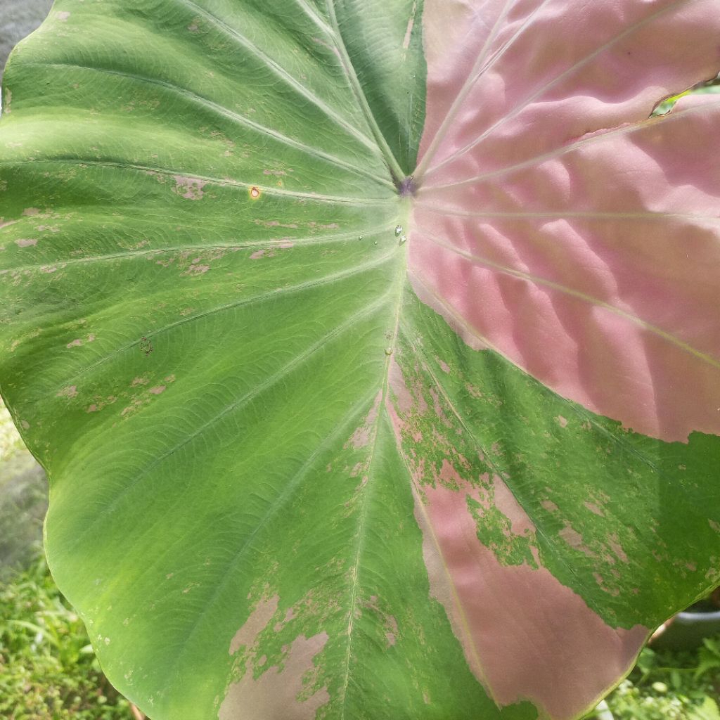 Colocasia punggawa pink size anakan