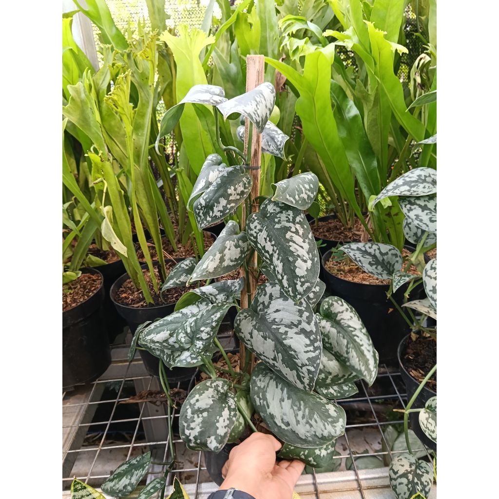 tanaman scindapsus rambat plus pot rimbun merambat