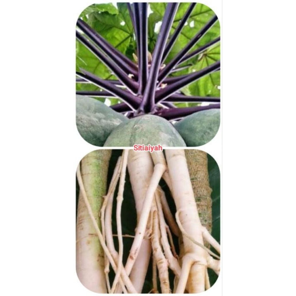 Daun pepaya ungu segar  /Akar pepaya ungu pepaya wulung segar/ paket kumplit