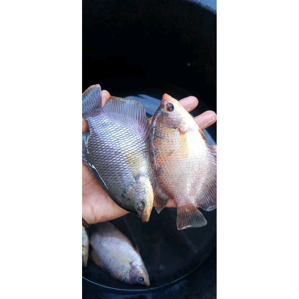 benih ikan Gurame soang isi 03ekor