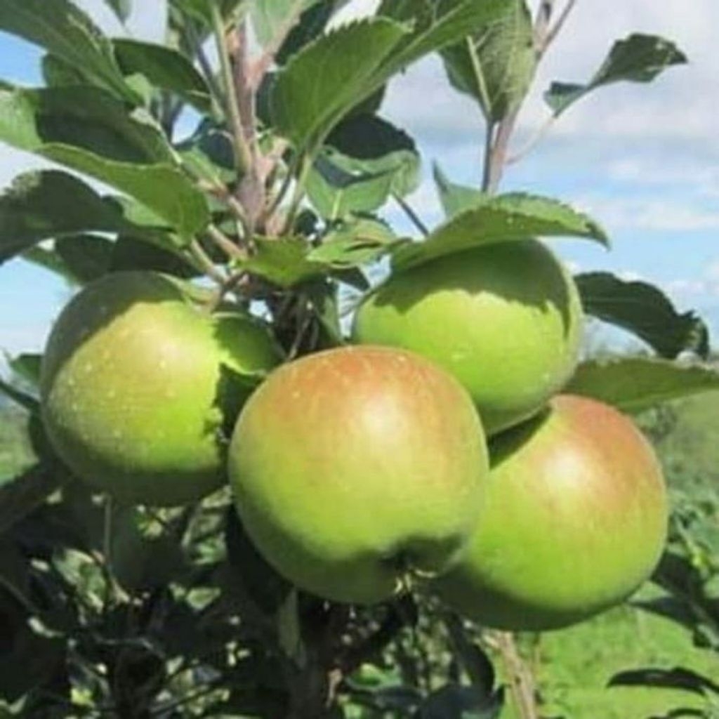 Bibit Buah Apel Malang